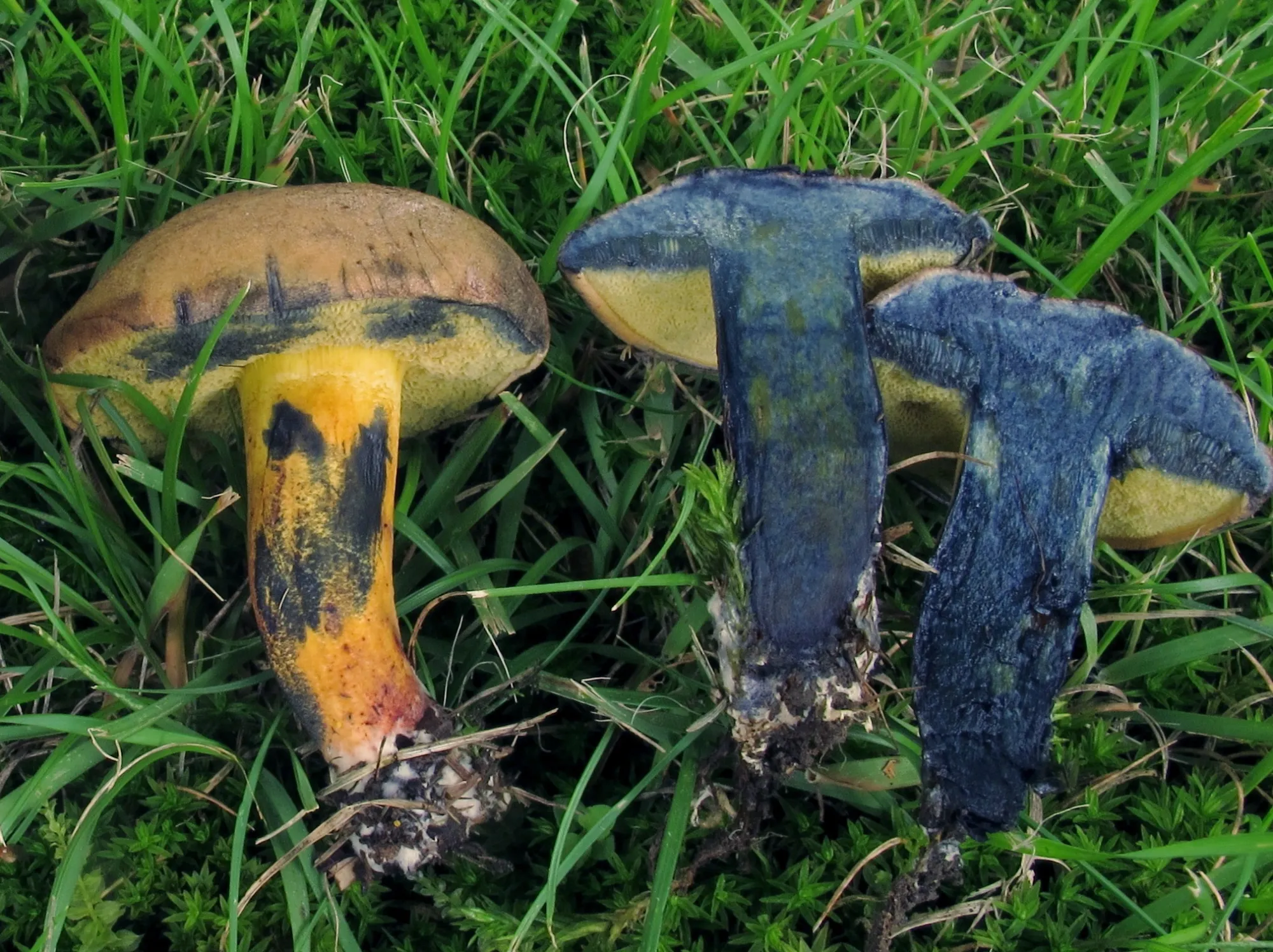 Na tuhle oblíbenou houbu si dejte pozor. Hřib modračka už není vhodný na pánev ani do smaženice.
