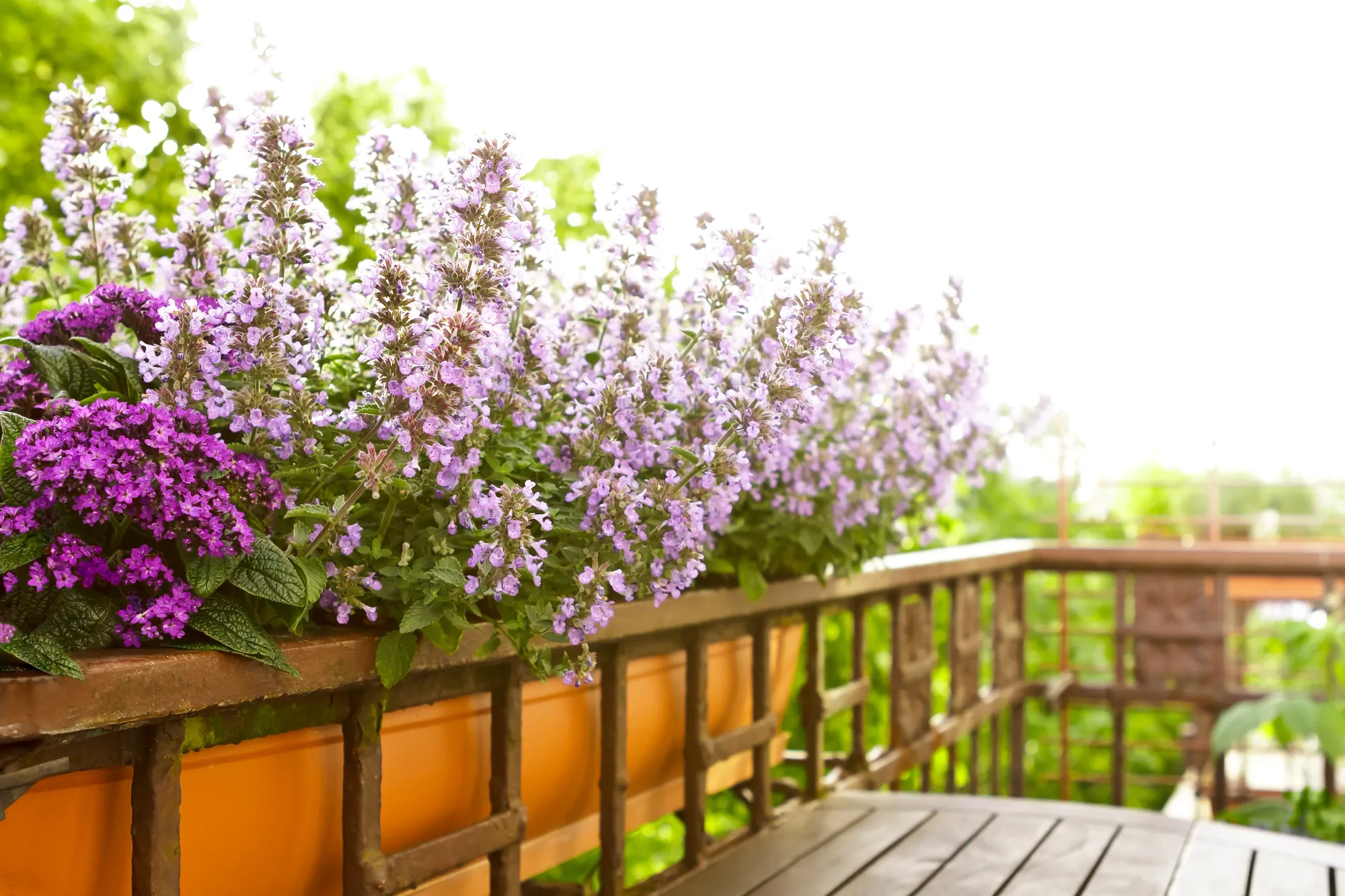 Na začátku května si ji Češky dávají na balkon jako první. Tahle rostlina pak přitahuje návštěvy celé týdny.