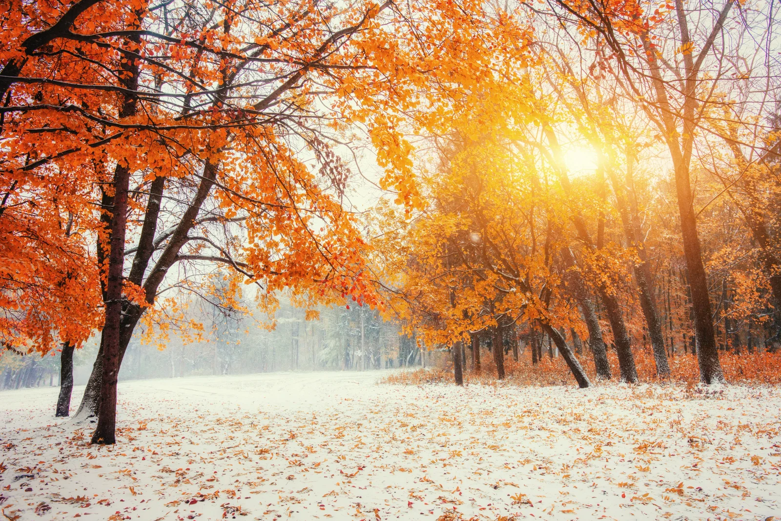 Meteorologové řekli, jaký bude listopad. Podle předpovědi se vymkne normálu, takový podzim nepamatují