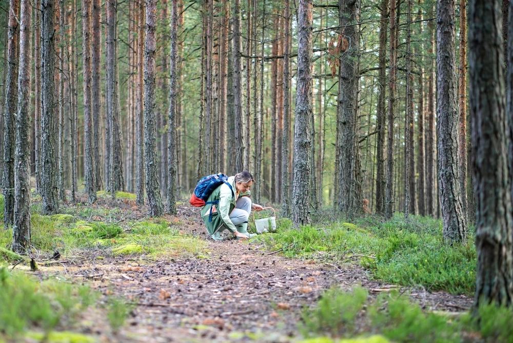 Houbaři nosí domů plné košíky. Houby nenechávejte do druhého dne v igelitové tašce