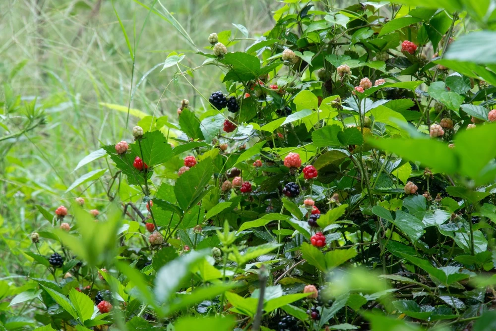 Při sběru ostružin se otřela o obyčejně vypadající rostlinu. Kůže jí začala hořet a následky může mít roky